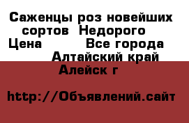 Саженцы роз новейших сортов. Недорого. › Цена ­ 350 - Все города  »    . Алтайский край,Алейск г.